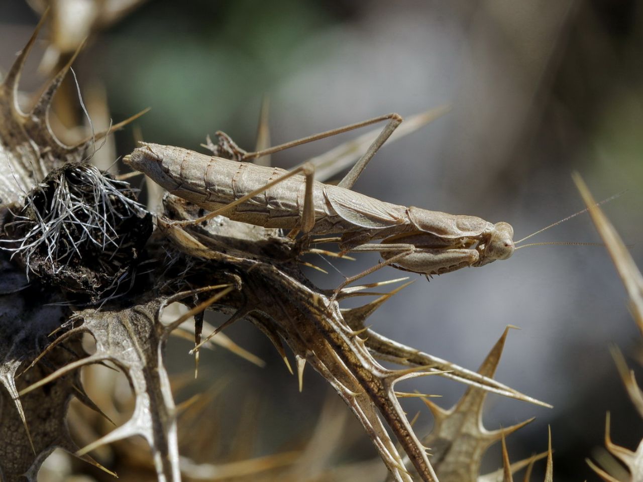 Ameles decolor preda Chazara briseis